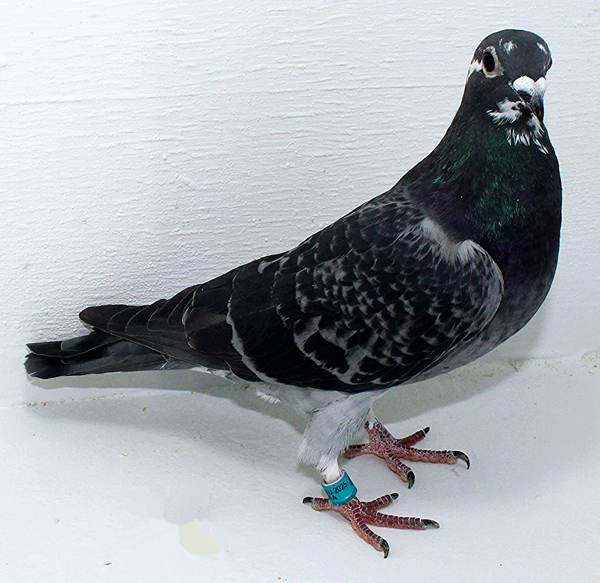 Band: AU 41436 AA 2025